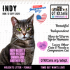 Indy - Photo 21