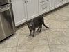 Indy - Photo 25