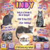 Indy - Photo 3