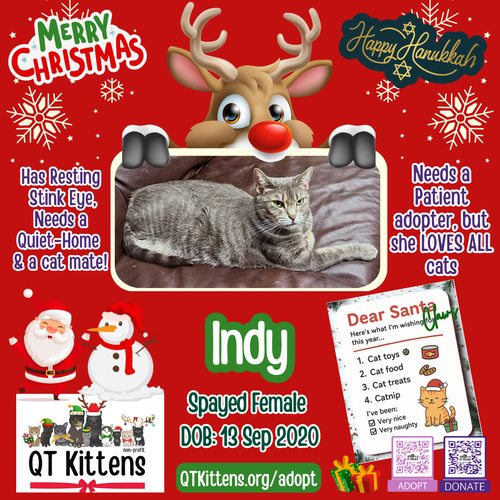 INDY - Domestic Short Hair / Tabby available for adoption