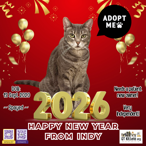 INDY - Domestic Short Hair / Tabby available for adoption