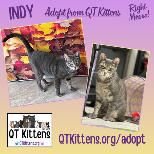 Indy, an adoptable Domestic Short Hair in Naples, FL