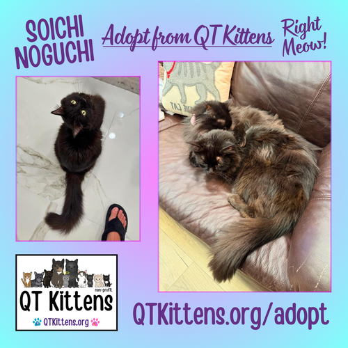 Soichi Noguchi (Bonded with Shannon Walker), an adoptable Domestic Medium Hair in Naples, FL