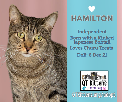 picture of the cat needing adoption
