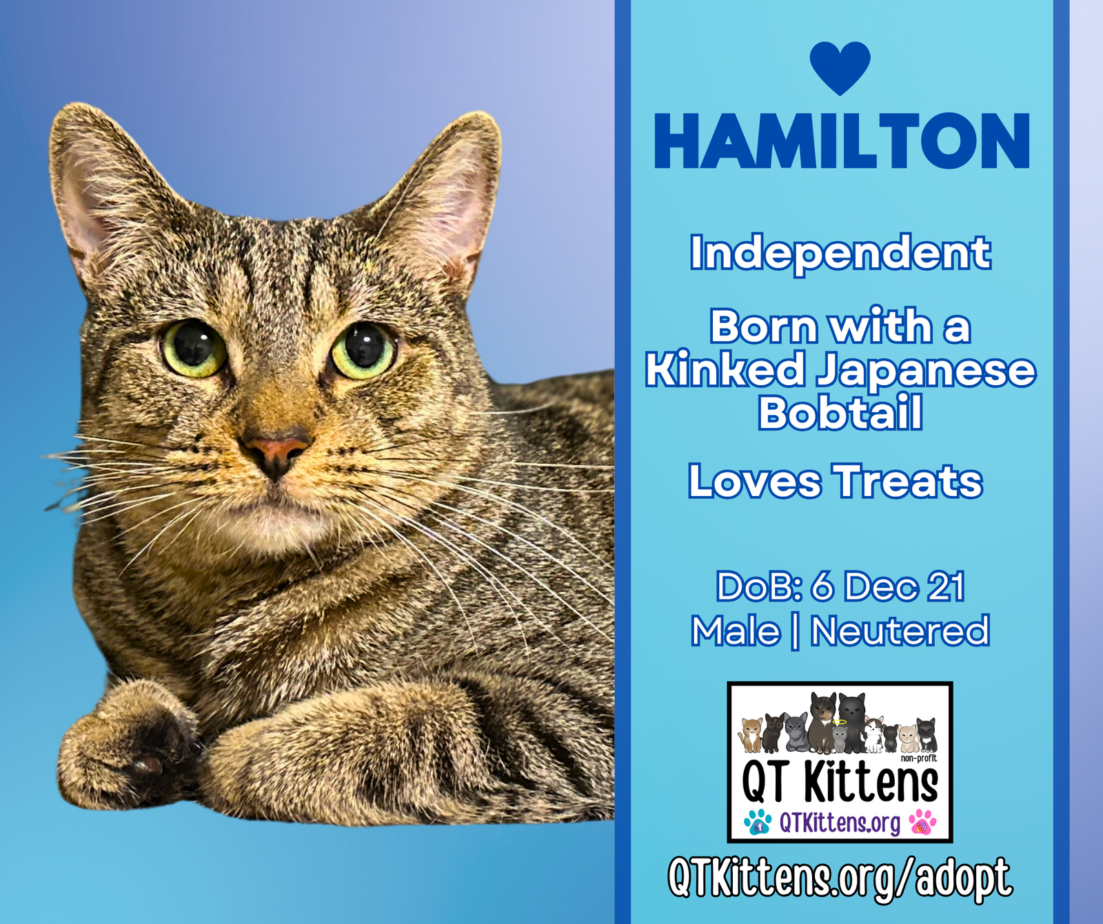 adoptable Cat in Naples, FL named Hamilton
