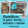 Hamilton - Photo 19