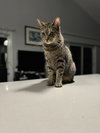 Hamilton - Photo 18