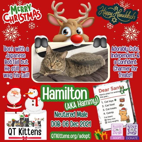HAMILTON - Domestic Short Hair / Bobtail available for adoption