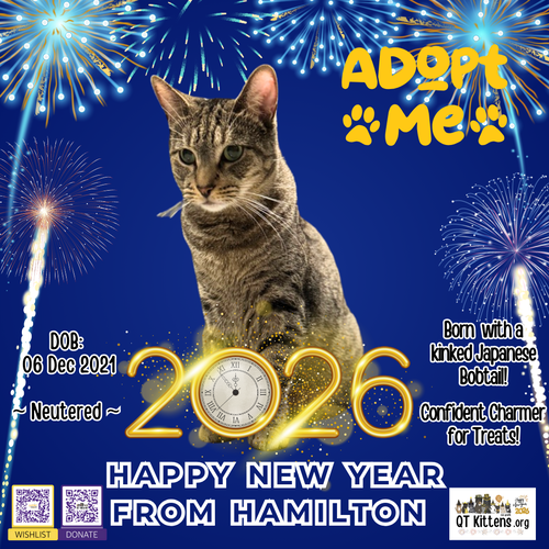 HAMILTON - Domestic Short Hair / Bobtail available for adoption