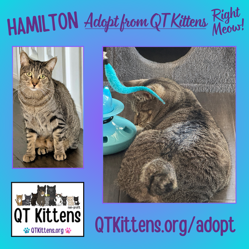 Hamilton, an adoptable Domestic Short Hair in Naples, FL