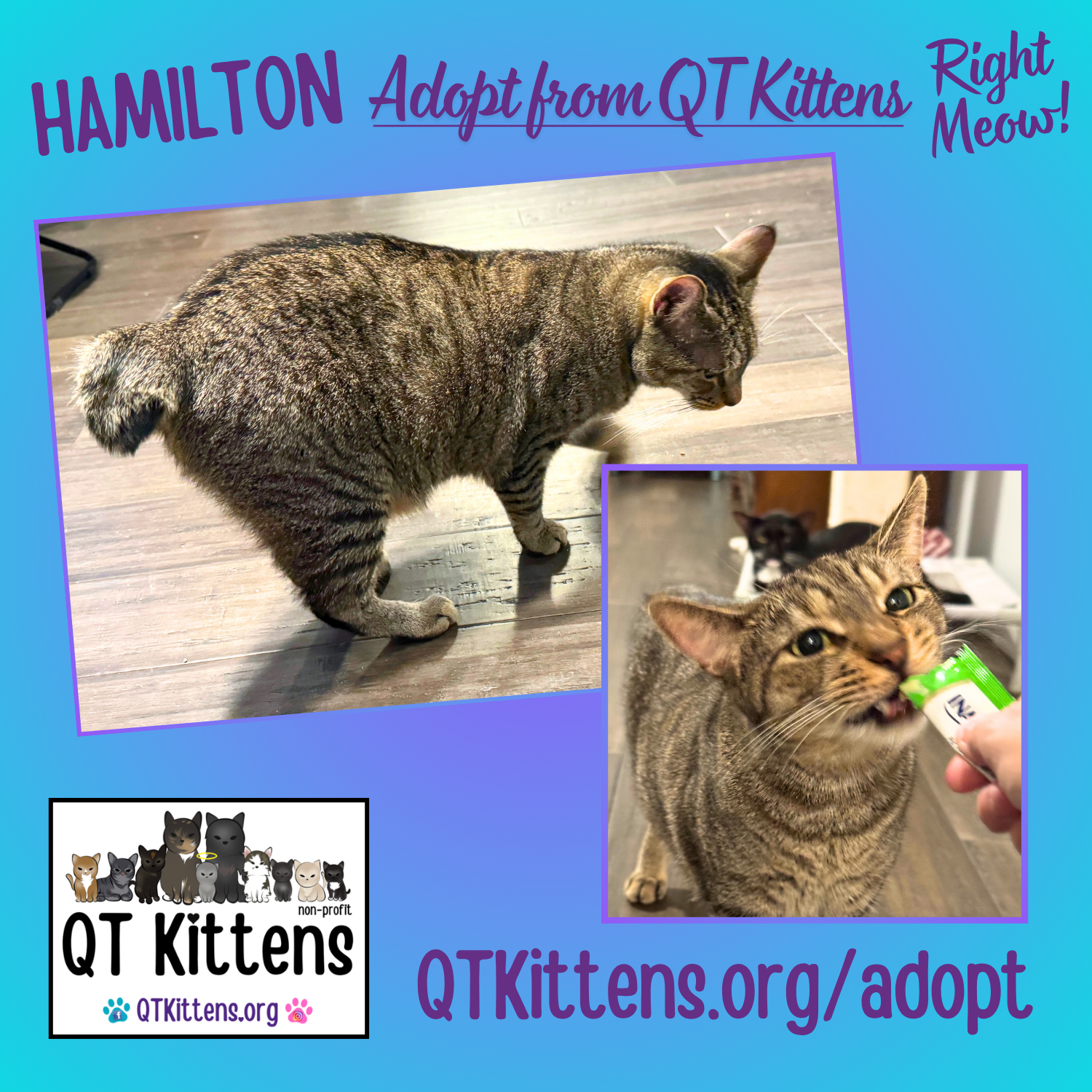 Hamilton, photo 6