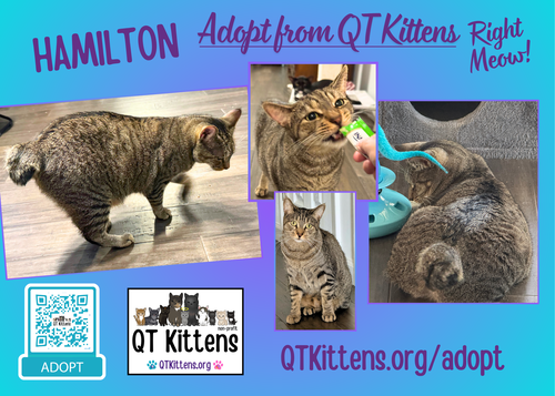 Hamilton, Young Domestic Short Hair / Bobtail / Mixed (short coat), cat for adoption in Naples, Florida