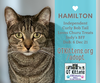 adoptable Cat in  named Hamilton