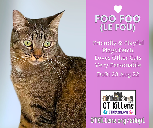 picture of the cat needing adoption