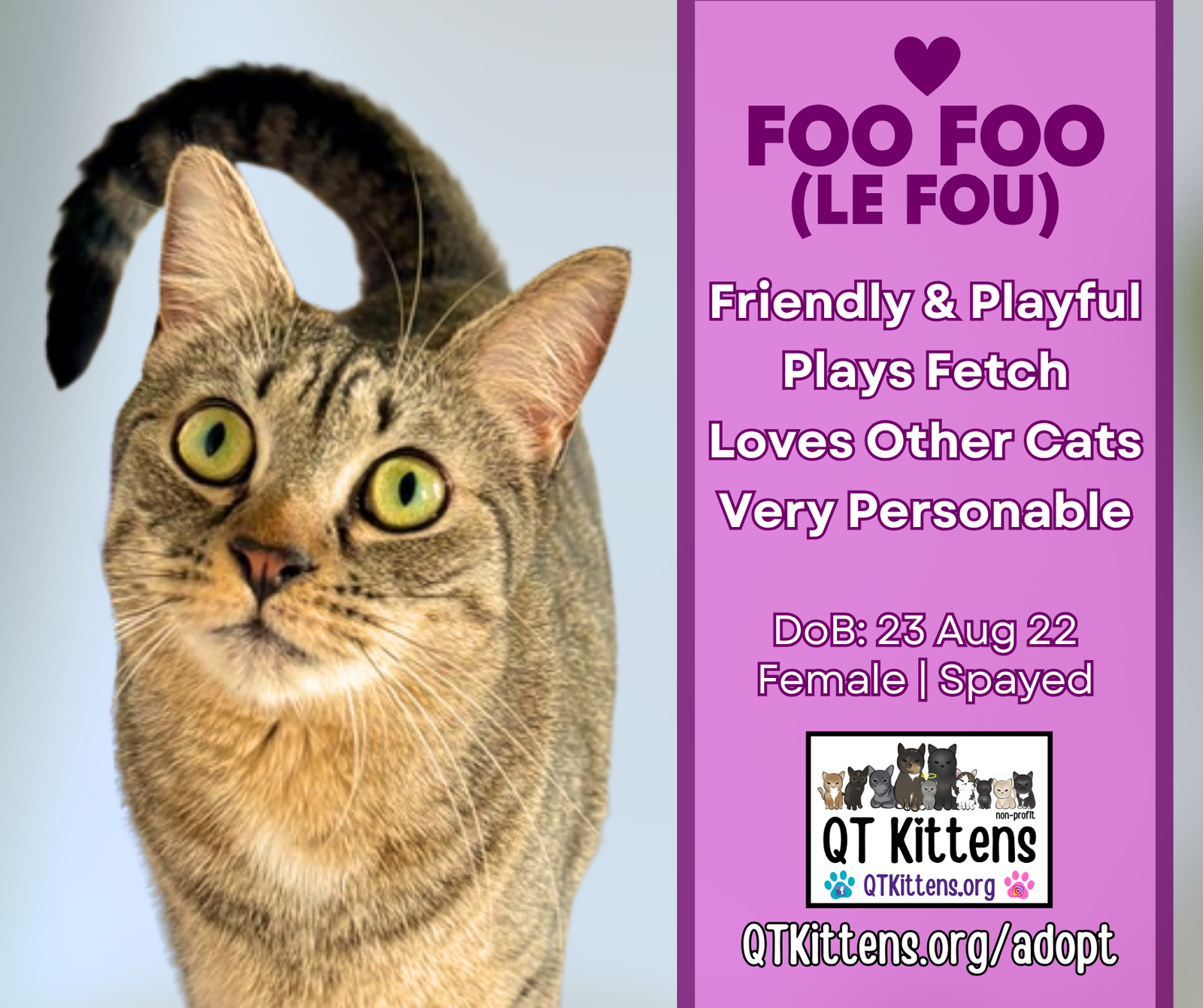 adoptable Cat in Naples, FL named Foo Foo (Le Fou)