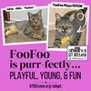 Foo Foo (Le Fou) - Photo 19