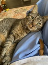 Foo Foo (Le Fou) - Photo 8
