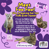 Foo Foo (Le Fou) - Photo 15