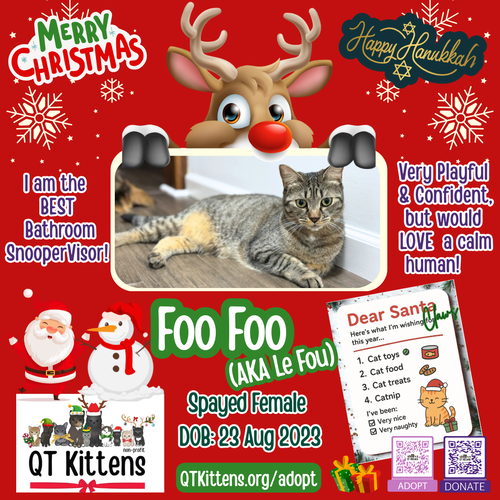 FOO FOO (LE FOU) - Domestic Short Hair / Tabby available for adoption