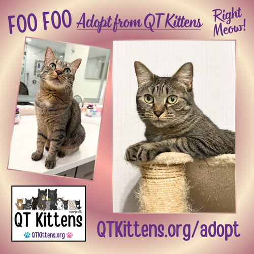 Foo Foo (Le Fou), an adoptable Domestic Short Hair in Naples, FL