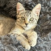 Foo Foo (Le Fou) - Photo 20