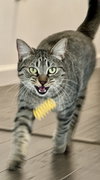 Foo Foo (Le Fou) - Photo 10
