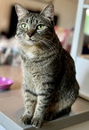 Foo Foo (Le Fou) - Photo 12