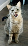 Foo Foo (Le Fou) - Photo 18
