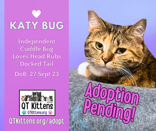 picture of the cat needing adoption