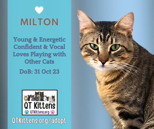 picture of the cat needing adoption