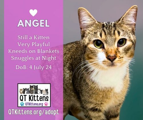 picture of the cat needing adoption