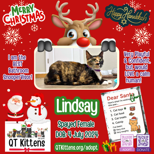 LINDSAY - Domestic Short Hair available for adoption
