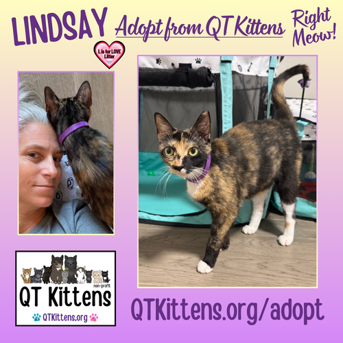 Lindsay, an adoptable Domestic Short Hair in Naples, FL