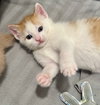 Loki (Lucas) - Photo 25