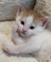 Loki (Lucas) - Photo 24