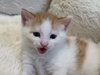 Loki (Lucas) - Photo 22