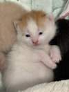 Loki (Lucas) - Photo 19