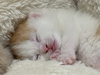 Loki (Lucas) - Photo 18