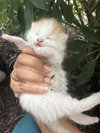 Loki (Lucas) - Photo 16
