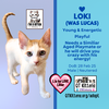 Loki (Lucas) - Photo 17
