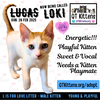 Loki (Lucas) - Photo 23