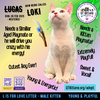 Loki (Lucas) - Photo 11