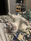 Loki (Lucas) - Photo 6