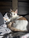 Loki (Lucas) - Photo 8