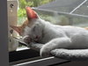 Loki (Lucas) - Photo 10