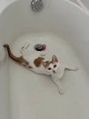 Loki (Lucas) - Photo 12