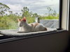 Loki (Lucas) - Photo 4