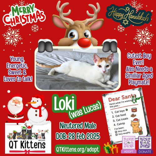 LOKI (LUCAS) - Domestic Short Hair available for adoption