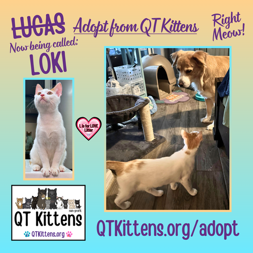 Loki (Lucas), an adoptable Domestic Short Hair in Naples, FL