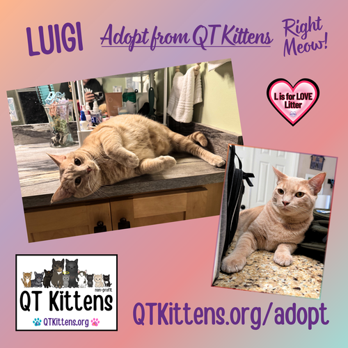 Luigi, an adoptable Domestic Short Hair in Naples, FL